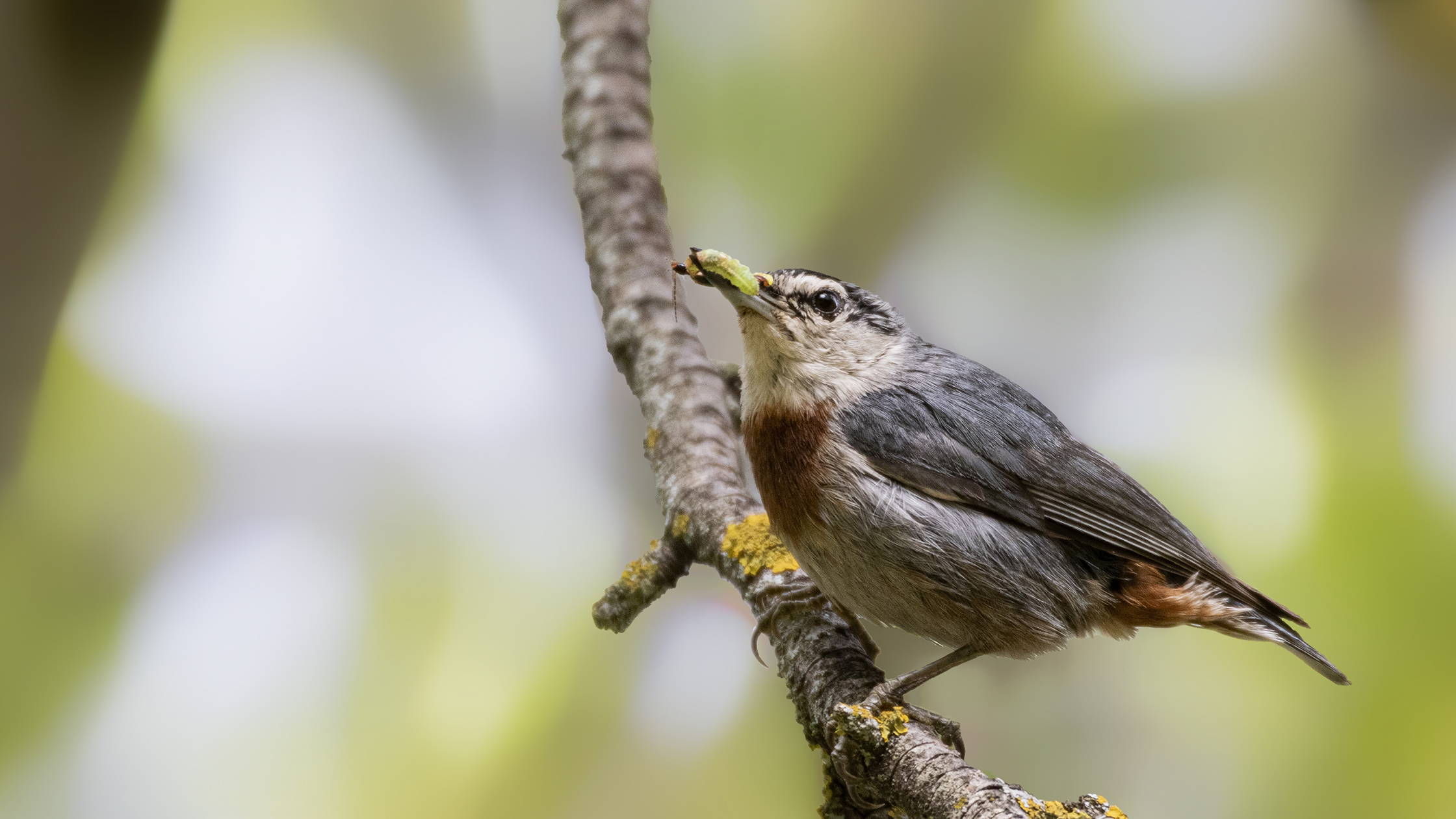 Krüper's Nuthatch